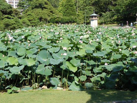 会場窓外の白山公園の蓮